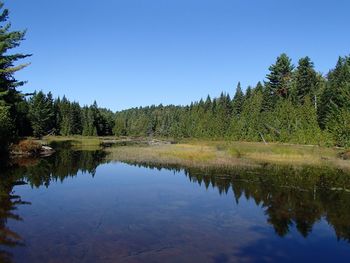 Scenic view of lake in forest against clear sky