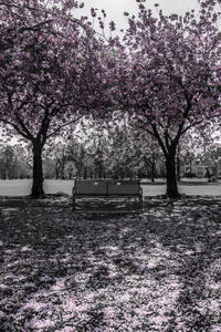 Pink flower tree in park