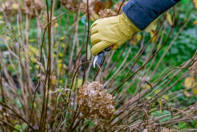 Bush hydrangea cutting or trimming with secateur in the garden