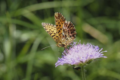 Close-up of butterfly on purple flower