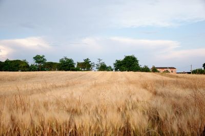 Scenic view of field against cloudy sky