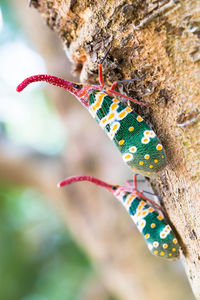 Close-up of multi colored tree trunk