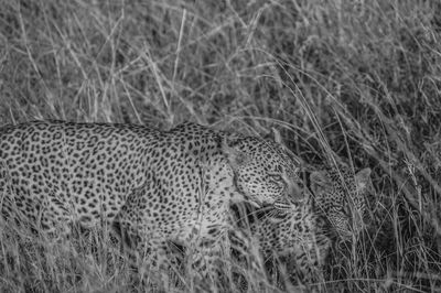 Leopard with cub on grassy field at serengeti national park