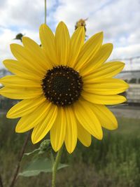 Close-up of yellow flower blooming outdoors