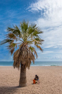 Coconut palm tree on beach against sky