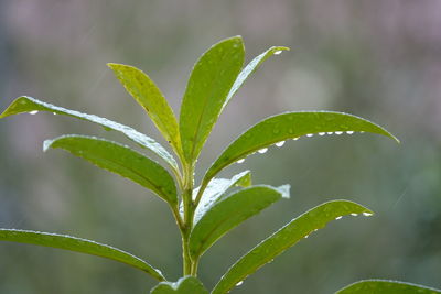 Close-up of wet plant leaves