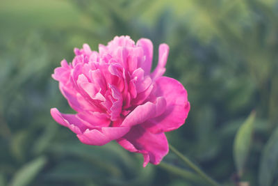 Close-up of pink flower blooming outdoors