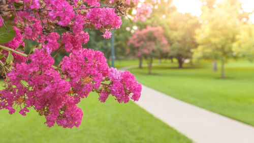 Close-up of pink flowering plant in park