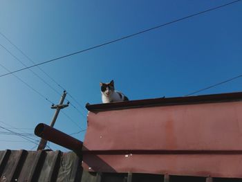 Low angle view of cat sitting on roof