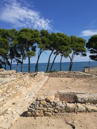 Trees growing in front of calm beach