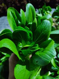 Close-up of potted plant