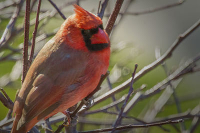 Close-up of an animal