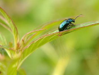 Close-up of insect on plant