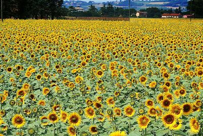 Sunflowers growing in field