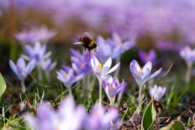 Close-up of honey bee on purple flower