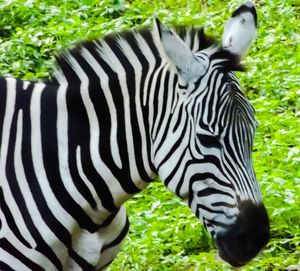 Close-up of a zebra