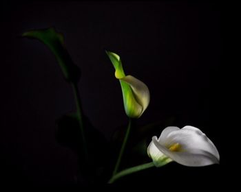 Close-up of white flowers blooming against black background