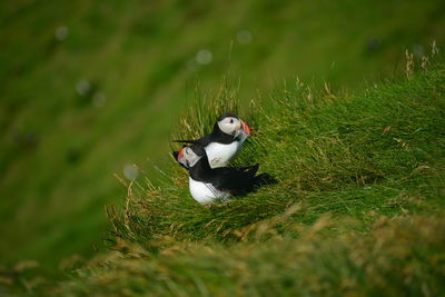 Puffins with sand eels in its beak