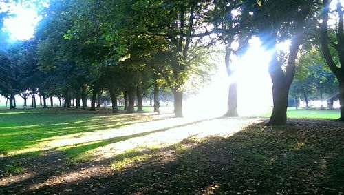 Sun shining through trees on grassy field