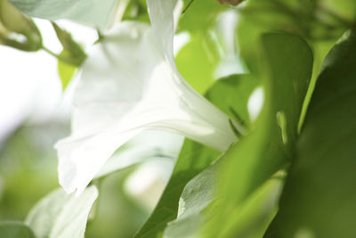 Close-up of flower