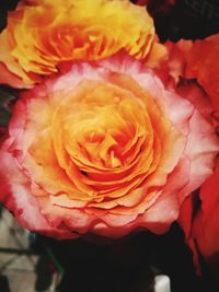 Close-up of rose blooming outdoors