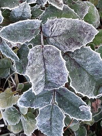 Full frame shot of leaves