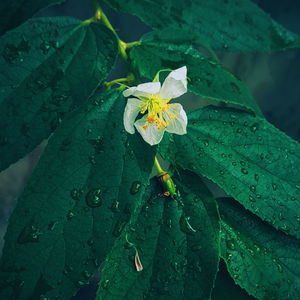 High angle view of raindrops on flowering plant