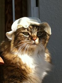 Close-up of cat wearing white hat on sunny day
