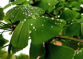 Close-up of wet plant