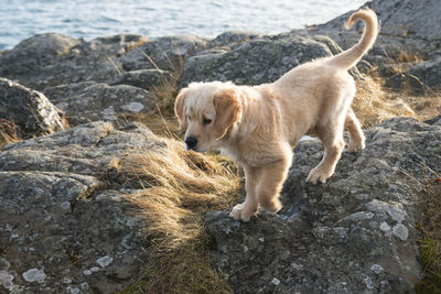 Golden retriever puppy standing on rock