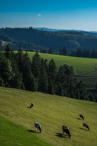 Landscape in schwarzwald area, baden-württemberg, germany