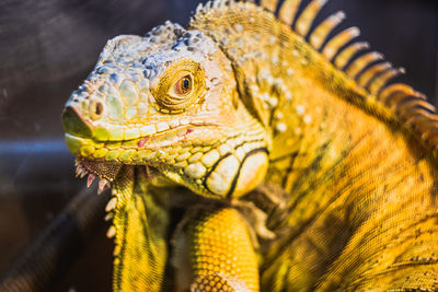 Close-up portrait of lizard