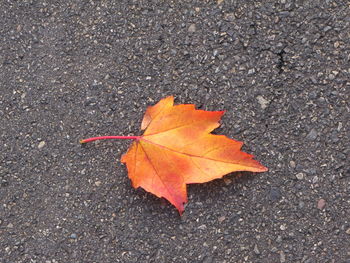 High angle view of maple leaf on road