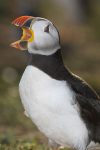 Close-up of puffin on field