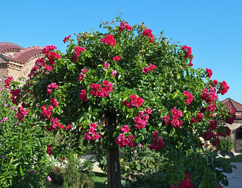 Low angle view of pink flowers blooming against sky