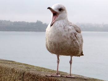 Close-up of bird perching on retaining wall against sea