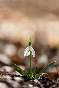 Close-up of white flowering plant