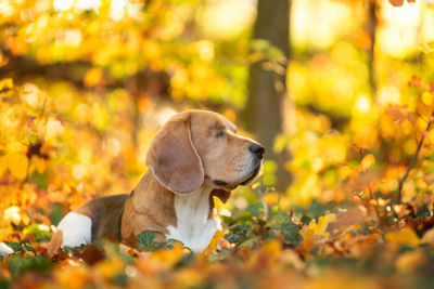 Close-up of a dog looking away