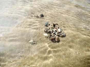 High angle view of crab on beach