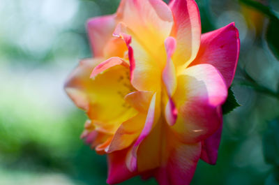 Close-up of flower blooming outdoors