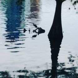 Ducks swimming on lake