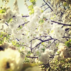 Low angle view of cherry blossoms