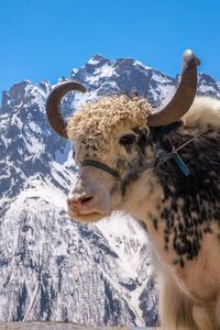 Close-up of animal on snow covered mountain against sky