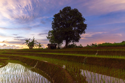 Scenic view of field against sky during sunset