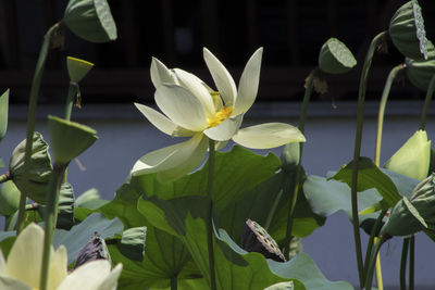 Close-up of white water lily