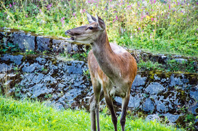 Lion standing on grass