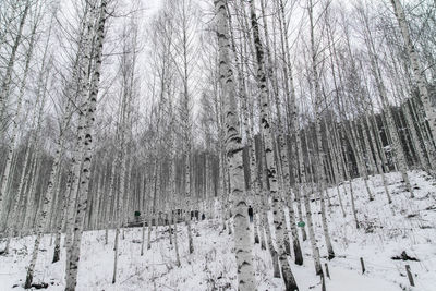 Full frame shot of tree