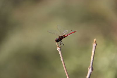 Close-up of dragonfly on plant