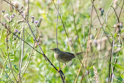 Bird perching on a branch