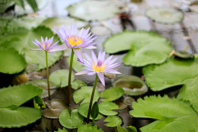 Close-up of lotus water lily blooming in pond